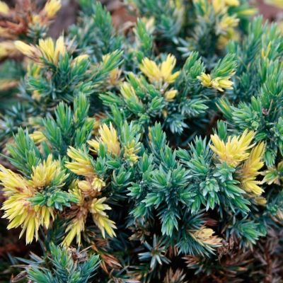 Можжевельник чешуйчатый Голден Флейм Можжевельник чешуйчатый Голден Флейм - Dolina-Sad.Ru