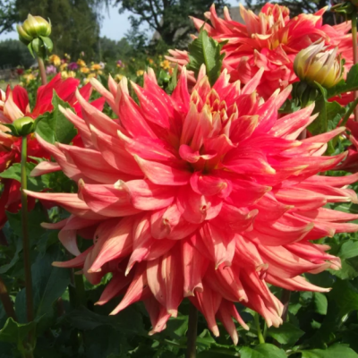 Георгина Марта Георгина Марта фото