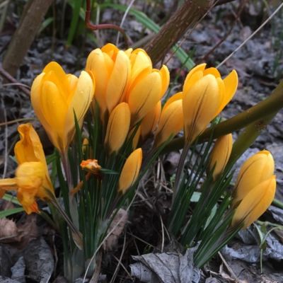 Крокус Голден Еллоу Крокус Голден Еллоу - Dolina-Sad.Ru