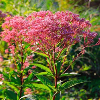 Посконник пятнистый Беби Джо Посконник пятнистый Беби Джо - Dolina-Sad.Ru