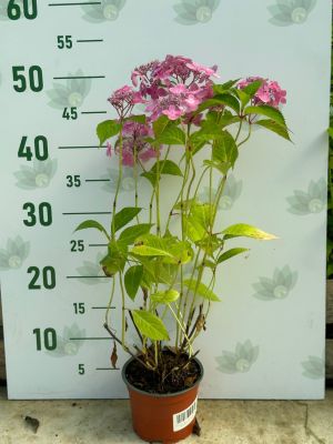 Гортензия пильчатая Блю Клоудс - Dolina-Sad.Ru