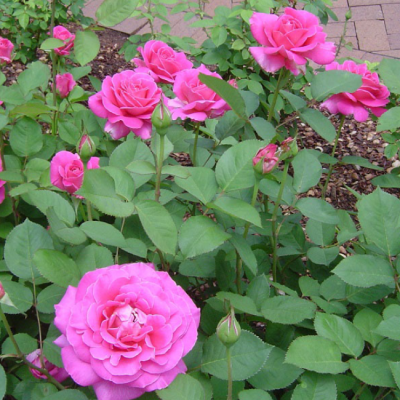 Роза Пинк Пис Роза Пинк Пис фото