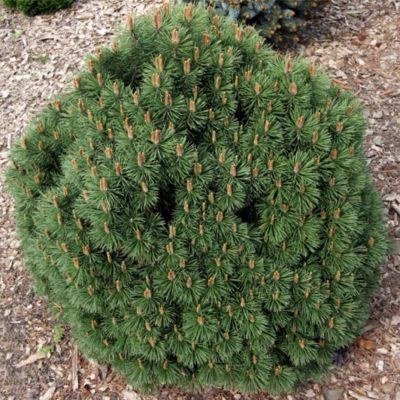 Сосна крючковатая Круснохорец Сосна крючковатая Круснохорец - Dolina-Sad.Ru