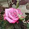 Роза Парадайз в горшке - Dolina-Sad.Ru
