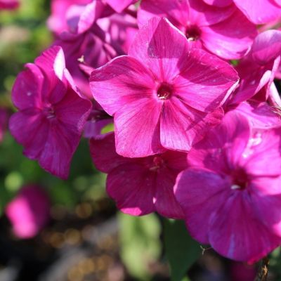 Флокс метельчатый Бамбини Примадонна Флокс метельчатый Бамбини Примадонна - Dolina-Sad.Ru