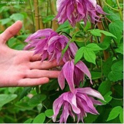 Клематис Пинк Дрим Клематис Пинк Дрим фото