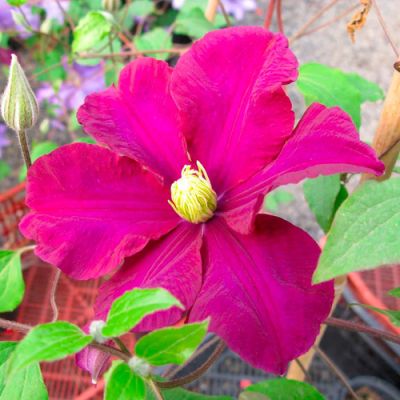 Клематис Криспина Клематис Криспина фото