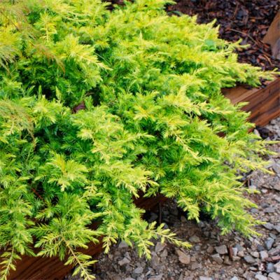 Можжевельник прибрежный Олл Голд Можжевельник прибрежный Олл Голд - Dolina-Sad.Ru