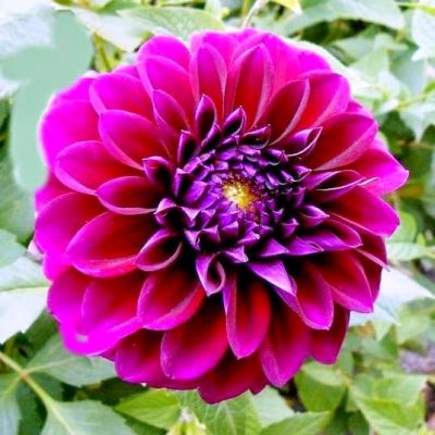 Георгина Дива Георгина Дива фото