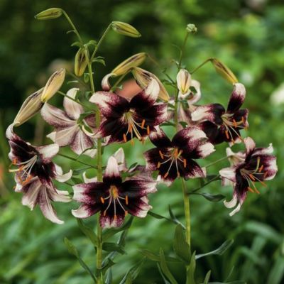 Лилия Страчетелла Ивент Лилия Страчетелла Ивент - Dolina-Sad.Ru