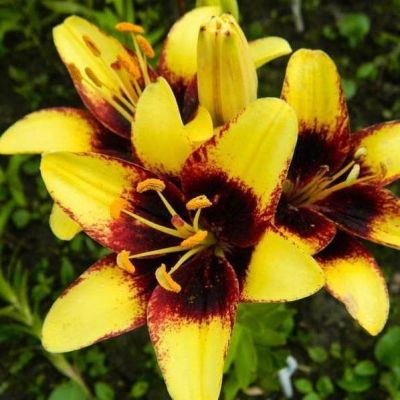 Лилия Бамблби Лилия Бамблби фото