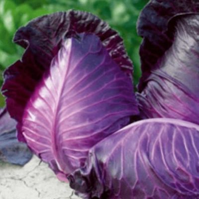 Капуста краснокочанная Красное сердце (А) Капуста краснокочанная Красное сердце (А) фото