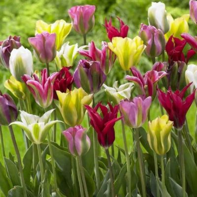 Микс тюльпанов Виридифлора Микс тюльпанов Виридифлора фото