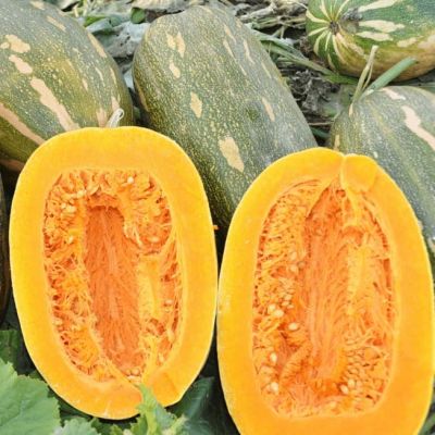 Тыква мускатная Витаминная фото