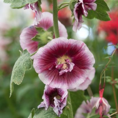 Шток-роза Крем де Кассис - Dolina-Sad.Ru