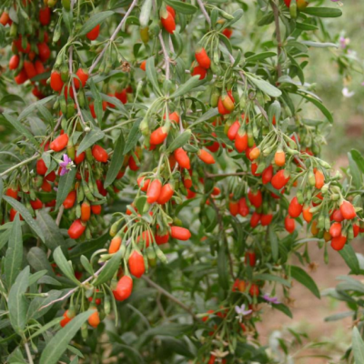 Дереза обыкновенная Дереза обыкновенная фото