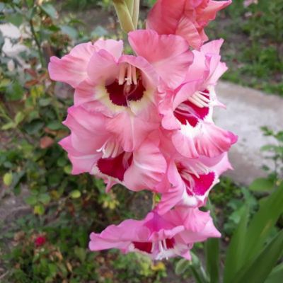 Гладиолус Сидни Гладиолус Сидни - Dolina-Sad.Ru