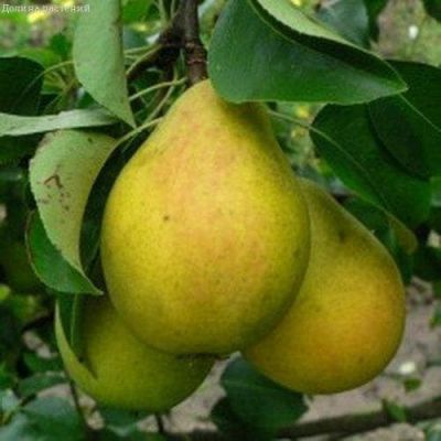 Груша Большая Летняя Груша Большая Летняя фото