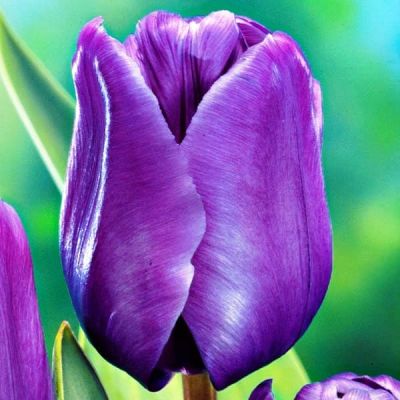 Тюльпан Блю Амэйбл Тюльпан Блю Амэйбл фото