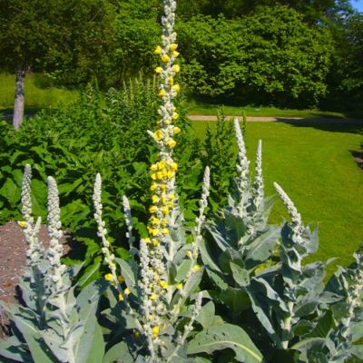 Коровяк Денисфлорум Коровяк Денисфлорум - Dolina-Sad.Ru