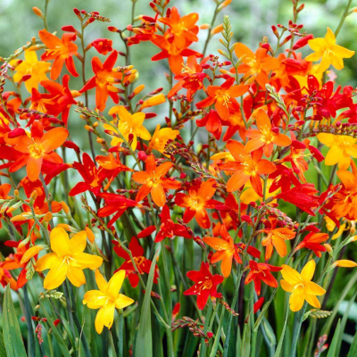 Крокосмия Микс Крокосмия Микс фото