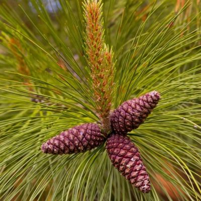 Сосна желтая фото