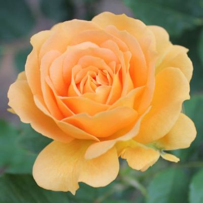 Роза Свит Хоней Роза Свит Хоней фото