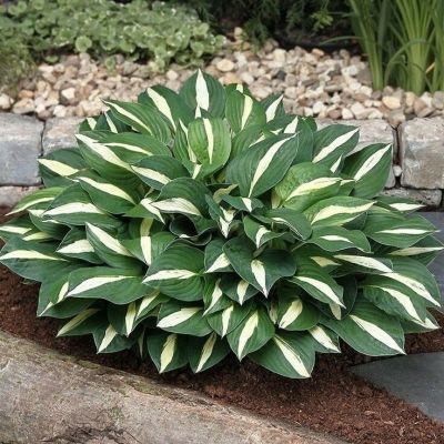 Хоста Уайт Бикини Хоста Уайт Бикини - Dolina-Sad.Ru