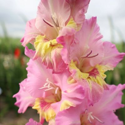 Гладиолус Хэппи Диско Гладиолус Хэппи Диско - Dolina-Sad.Ru