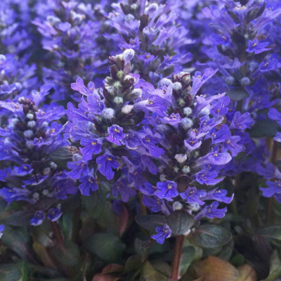 Живучка ползучая Чоколэт Чип Живучка ползучая Чоколэт Чип фото