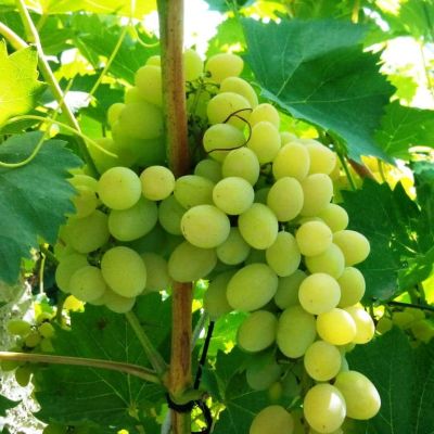 Виноград Жостен Виноград Жостен фото