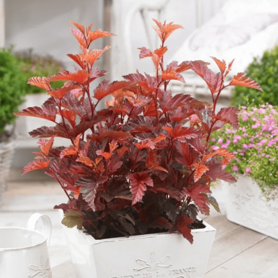 Пузыреплодник Маленький Ангел Пузыреплодник Маленький Ангел фото