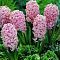 Гиацинт Розетта Махровый Гиацинт Розетта Махровый фото