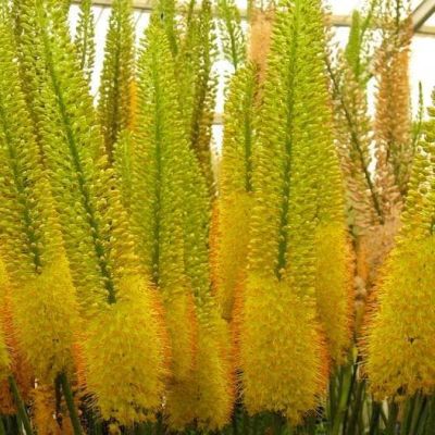 Эремурус Бунге Эремурус Бунге фото