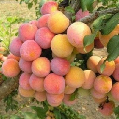 Слива Скороплодная фото