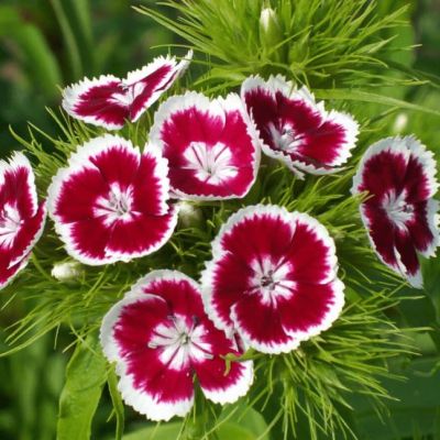 Гвоздика Турецкая Индийский ковер Гвоздика Турецкая Индийский ковер фото