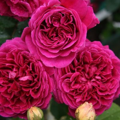 Роза Алфалоп Роза Алфалоп - Dolina-Sad.Ru