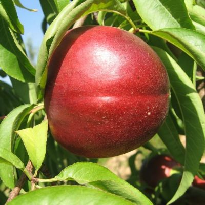 Нектарин Фантазия Нектарин Фантазия - Dolina-Sad.Ru