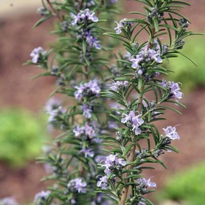 Розмарин Блю Каскад - Dolina-Sad.Ru