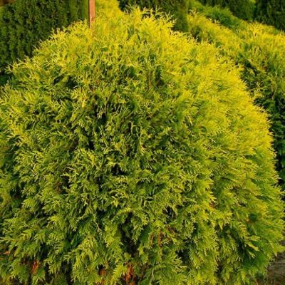 Туя Западная Голден Глобе, С2 - Dolina-Sad.Ru