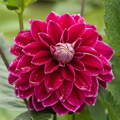 Георгина Малдини Георгина Малдини - Dolina-Sad.Ru