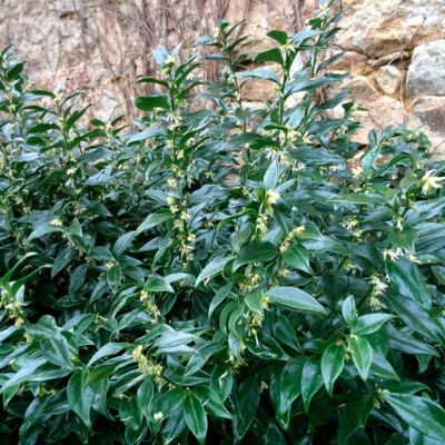 Саркококка спутанная Саркококка спутанная - Dolina-Sad.Ru