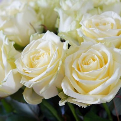 Роза Уайт Наоми Роза Уайт Наоми - Dolina-Sad.Ru