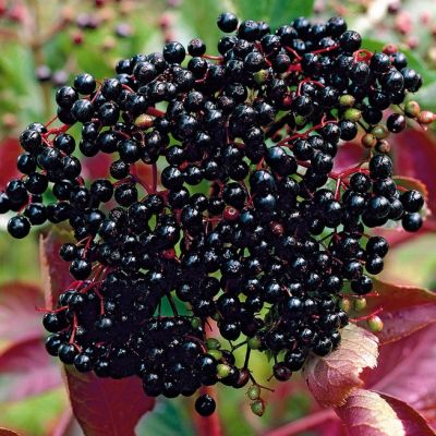 Бузина Черная триумф Бузина Черная триумф фото