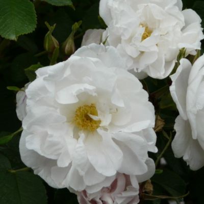 Роза Лак Маджеу Роза Лак Маджеу - Dolina-Sad.Ru