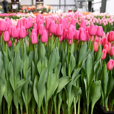 Тюльпан Пинк Твист - Dolina-Sad.Ru