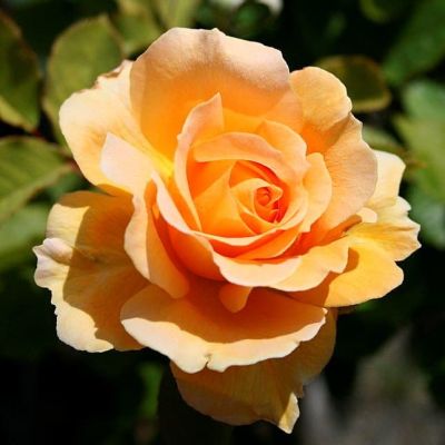 Роза Свит Хоней Роза Свит Хоней фото