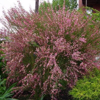 Ракитник Мария Бурквуд Ракитник Мария Бурквуд фото