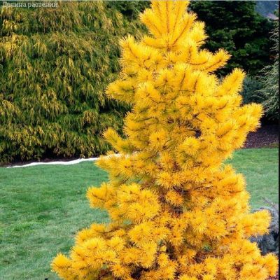 Сосна желтая фото