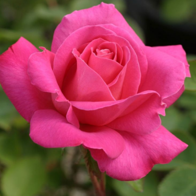 Роза Пинк Пис Роза Пинк Пис фото